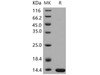 Human LAMTOR2/ROBLD3/MAPBPIP Recombinant Protein (His Tag) (RPES2241)
