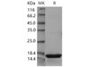 Mouse REG3D Recombinant Protein (RPES2356)