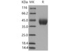 Mouse Factor D Recombinant Protein (aa 1-258, His Tag) (RPES2379)