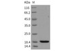 Mouse REG3B/Pap1 Recombinant Protein (His Tag) (RPES2414)