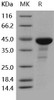 Human CDC42/G25K Recombinant Protein (RPES2476)