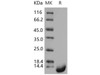 Human Thioredoxin-2/TXN2 Recombinant Protein (RPES2513)