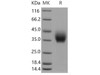 Mouse ICOS/AILIM Recombinant Protein (RPES2585)