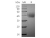 Human SLAMF7/CD319 Recombinant Protein (RPES2590)