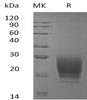 Human PRND Recombinant Protein (RPES2605)
