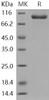 Human AGO1/Argonaute 1/EIF2C1 Recombinant Protein (His Tag) (RPES2615)