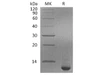 Human SPINK4 Recombinant Protein (RPES2631)