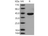 Mouse Carboxypeptidase A1 Recombinant Protein (RPES2647)