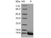 Human Defensin/Beta-defensin 3/DEFB103 Recombinant Protein (His Tag) (RPES2705)