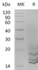 Progonadoliberin-2/GNRH2 Recombinant Protein (RPES2730)