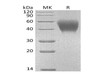 Mouse CD150/SLAM Recombinant Protein (RPES3048)