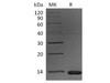 Cynomolgus B2M Recombinant Protein (RPES3053)