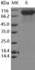 Human FLT-3/FLK-2 Recombinant Protein (RPES3118)