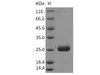 Rat PRL2A1/Prolactin-2A1 Recombinant Protein (His Tag) (RPES3215)