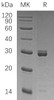 Human SELENOI/EPT1 Recombinant Protein (RPES3344)