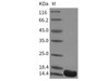 Mouse FKBP12 Recombinant Protein (RPES3359)