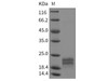 Rat Interleukin7F/IL7F Recombinant Protein (His Tag) (Active) (RPES3416)