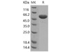Apolipoprotein A-I/ApoAI Recombinant Protein (RPES3419)