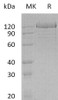 Human Protocadherin/PCDH1 Recombinant Protein (RPES3443)
