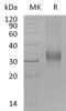 Human PRG2/BMPG Recombinant Protein (RPES3566)