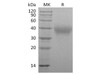 Marmoset TIM-3/HAVCR2 Recombinant Protein (RPES3597)