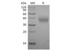 Rabbit B7/CD80 Recombinant Protein (RPES3662)