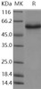Human TNFRSF25/DR3 Recombinant Protein (aa 199, Fc Tag) (RPES3664)