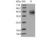 Mouse PD1/PDCD1 Recombinant Protein (RPES3720)