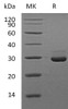 Mouse VSIG8 Recombinant Protein (RPES3721)