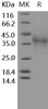 Human PD/PDCD1 Recombinant Protein (RPES3730)
