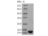 Rat TNF-alpha/TNFA Recombinant Protein (Active) (RPES3826)