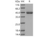 Mouse SFTPD/SP-D Recombinant Protein (His Tag) (RPES3862)
