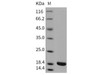 Rat IL beta/IL1B Recombinant Protein (RPES3892)