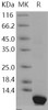 Human Pepsinogen C/PGC Recombinant Protein (E.coli, His Tag) (RPES3902)