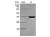 Thermobifida fusca Cutinase Recombinant Protein (RPES4100)