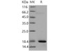 Mouse REG3A/HIP Recombinant Protein (His Tag) (RPES4178)