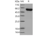 Mouse GFRA1/GDNFRA Recombinant Protein (His Tag) (Active) (RPES4226)