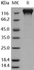 Human CD50/ICAM-3 Recombinant Protein (RPES4247)