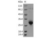 Rat CLM-9/TREM4 Recombinant Protein (His Tag) (RPES4331)