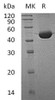 Fumarylacetoacetase/FAH Recombinant Protein (RPES4423)