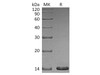 Human Artemin Recombinant Protein (RPES4456)