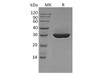 Apolipoprotein A-I/ApoAI Recombinant Protein (RPES4542)