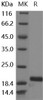 Mouse bFGF/FGF2 Recombinant Protein (His Tag) (Active) (RPES4557)