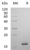 Human Galectin4/LGALS14 Recombinant Protein (RPES4613)