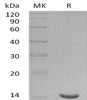 Human Galectin-7/LGALS7 Recombinant Protein  (RPES4675)
