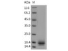 Rat CD59 Recombinant Protein (His Tag) (RPES4690)