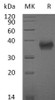 Mouse SLAMF5/CD84 Recombinant Protein (His Tag) (Active) (RPES4711)