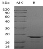 Human LGALSL Recombinant Protein (RPES4716)