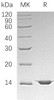 Human FIS1 Recombinant Protein (RPES4717)