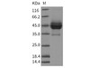 Rat CD63/Tspan-30 Recombinant Protein (Fc Tag) (RPES4719)
